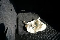 Škoda Octavia, 2015 - 12